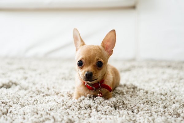 Lękliwa Chihuahua